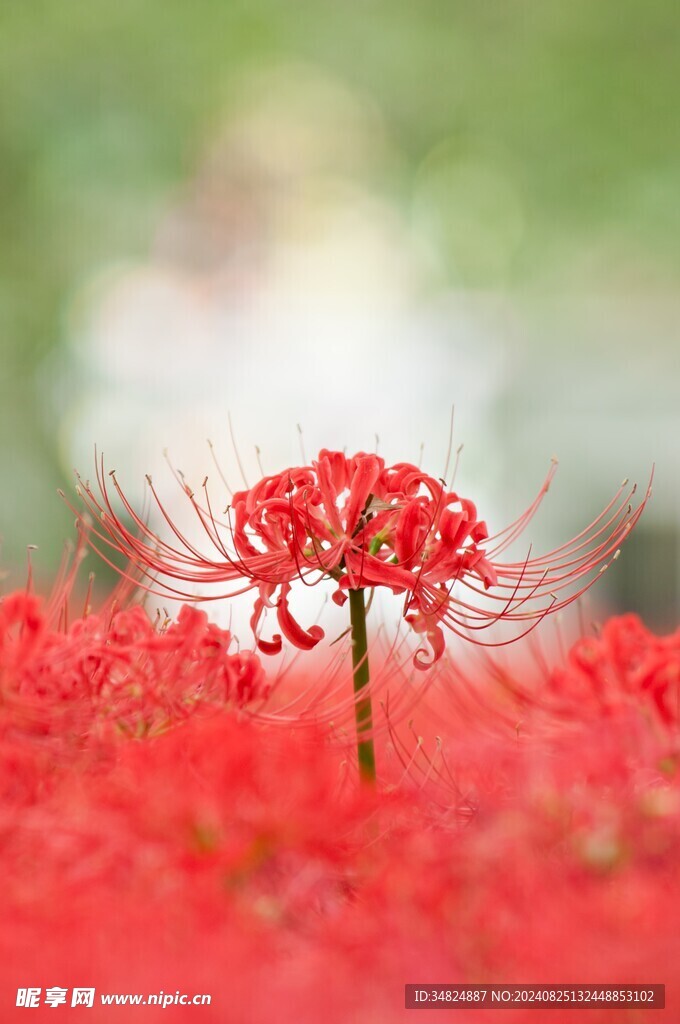 彼岸花