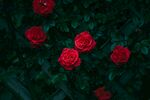 玫瑰花