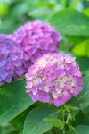 粉色绣球花