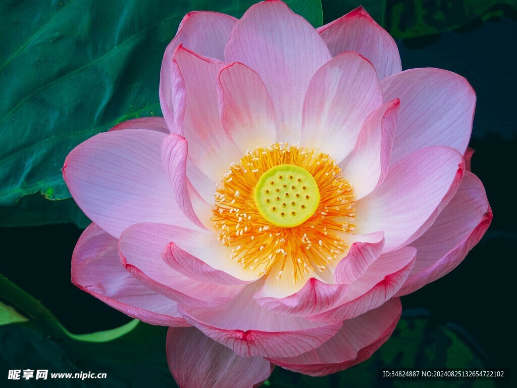 粉色荷花