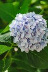 蓝色绣球花