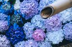 蓝色绣球花