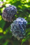 蓝色绣球花