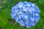 蓝色绣球花