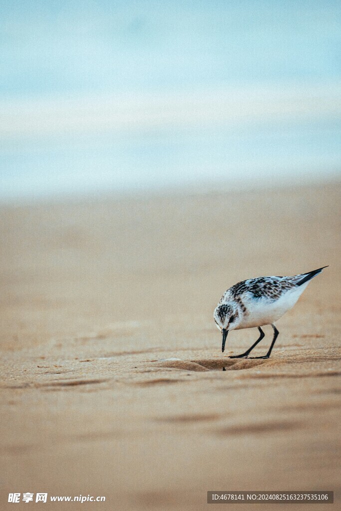海边的鸟
