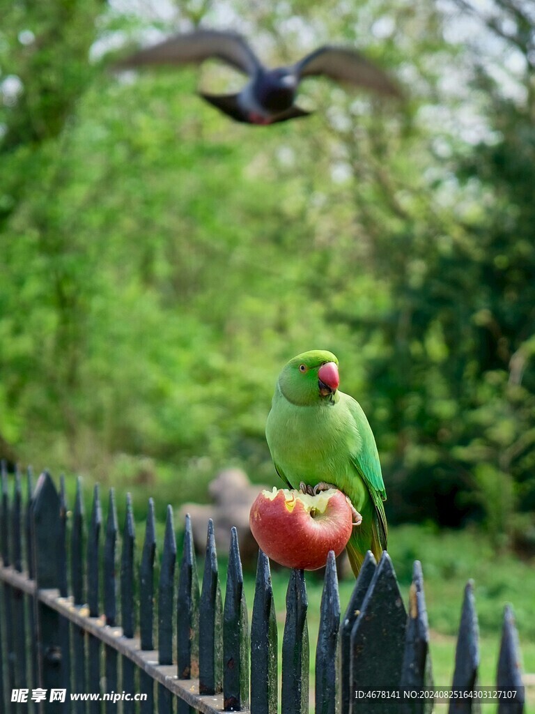 小鹦鹉 