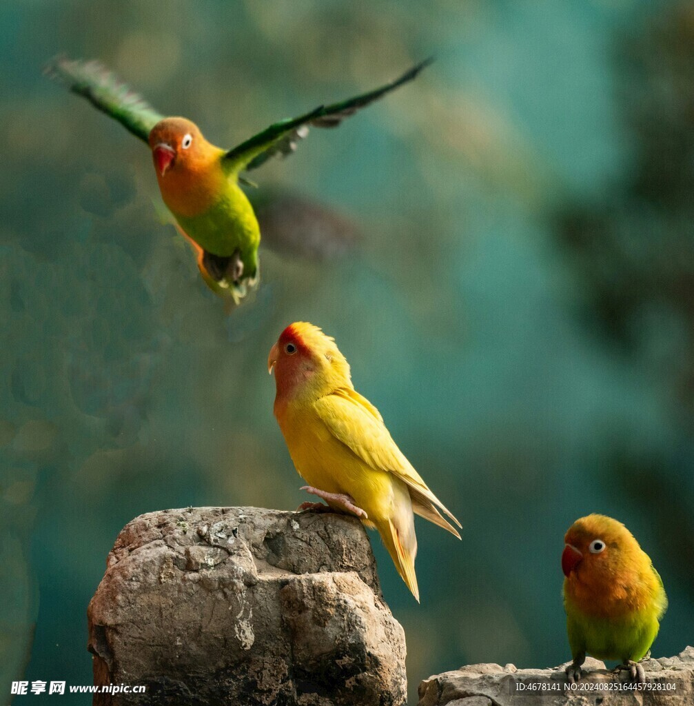 小鹦鹉 