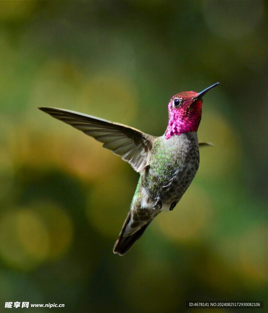 蜂鸟