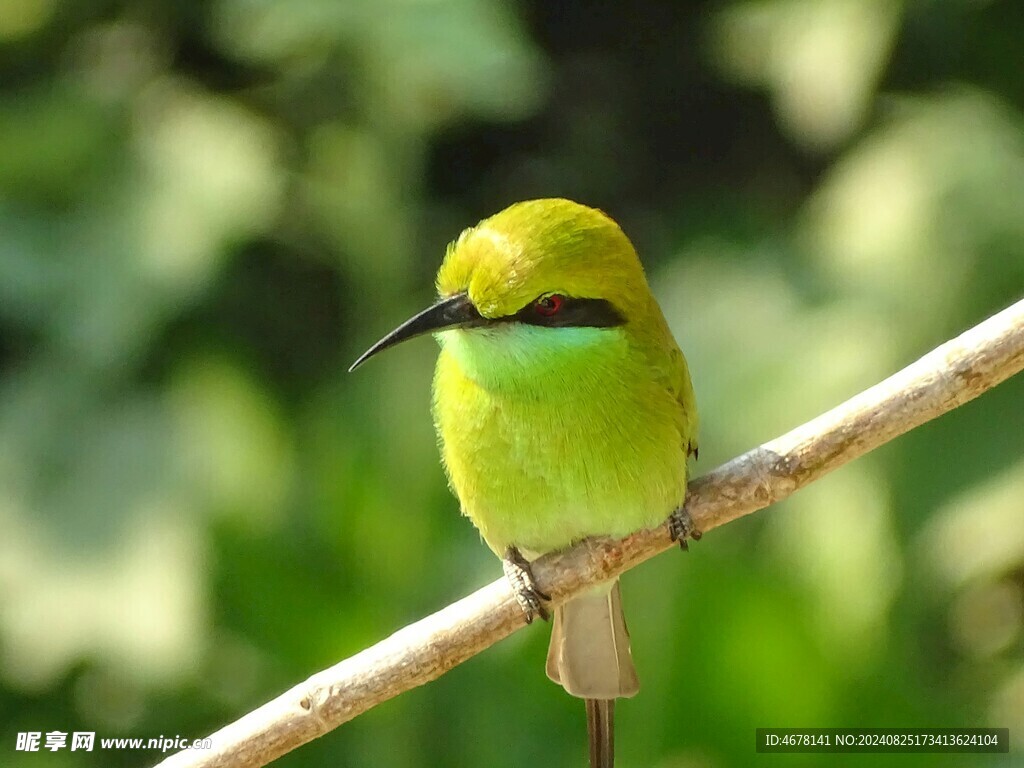 蜂鸟