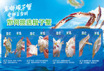 梭子蟹