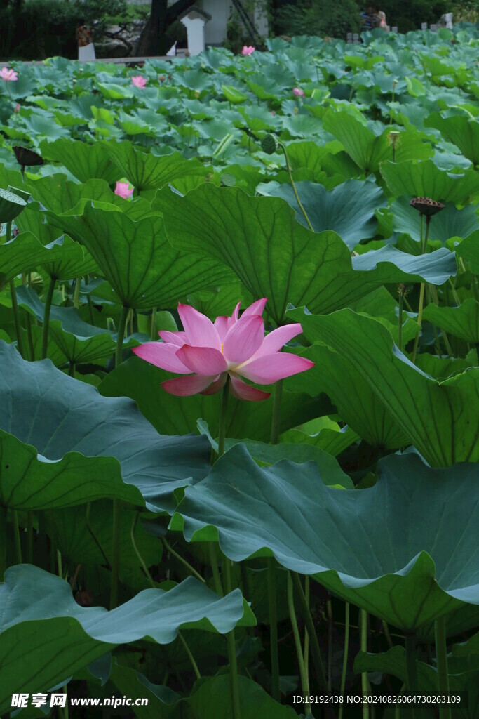 荷花荷叶  