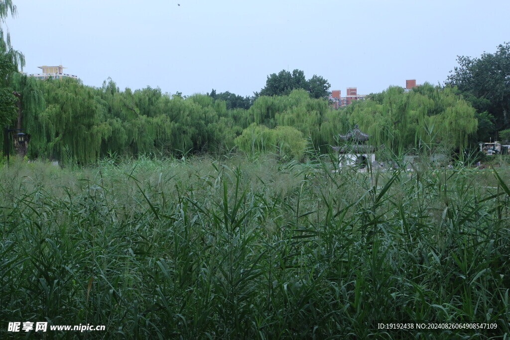 公园风景  