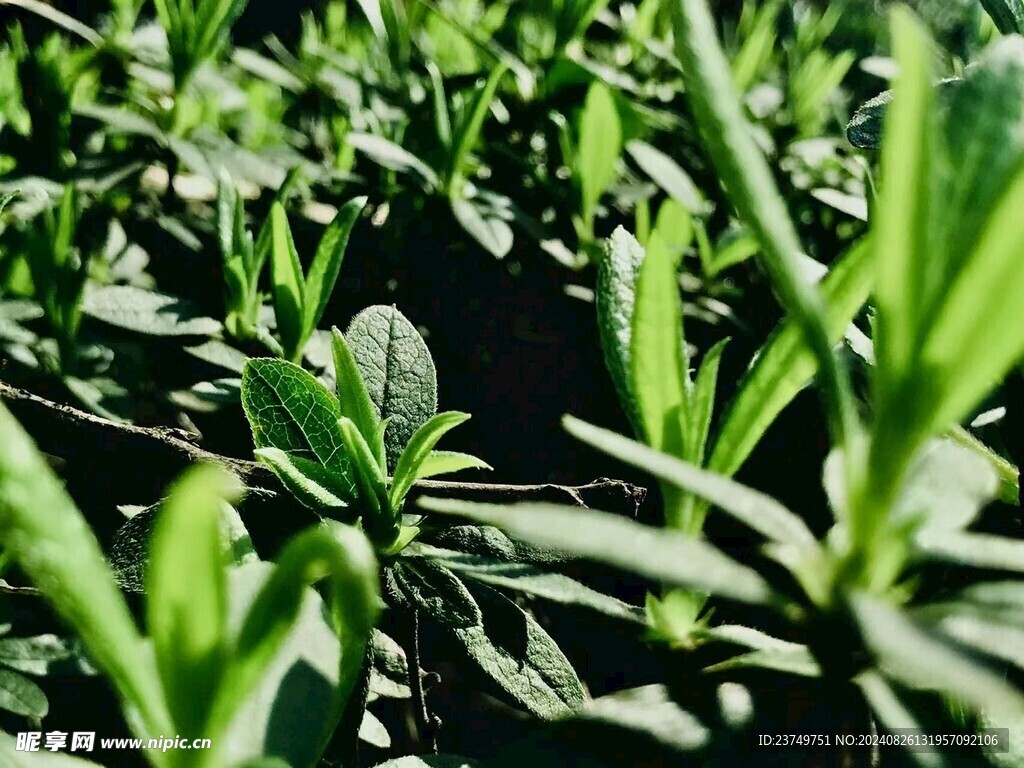 菜地