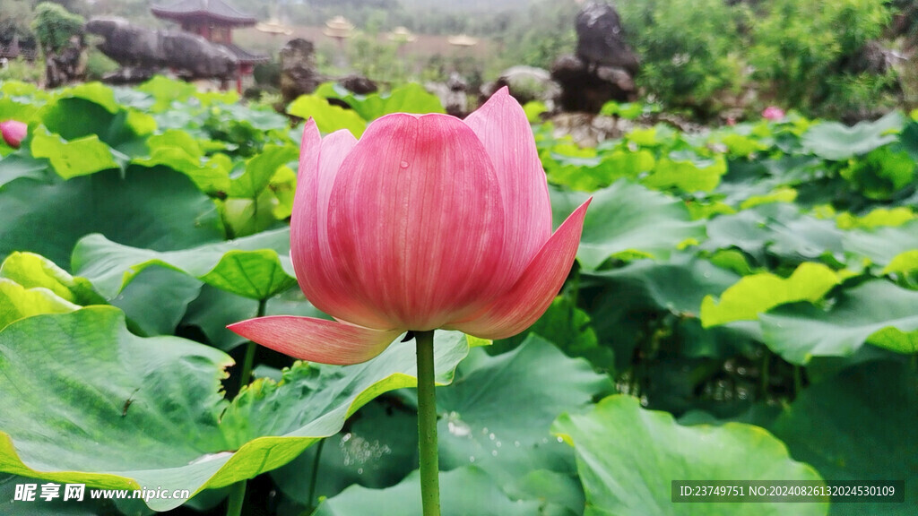 荷花