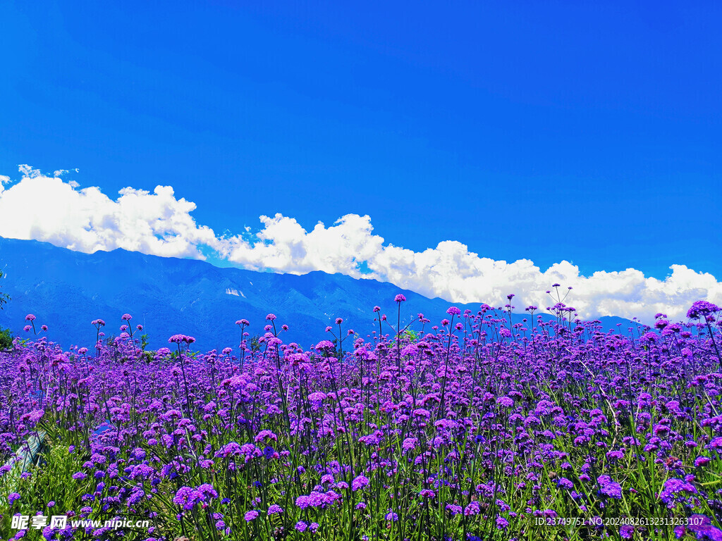 雪山花海