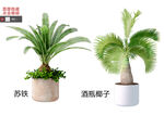 绿色盆栽