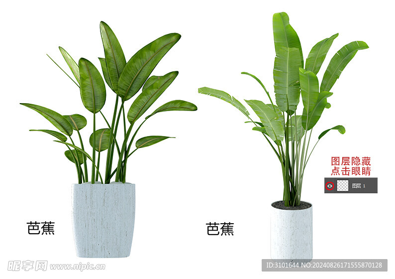 绿色盆栽
