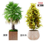 绿色盆栽