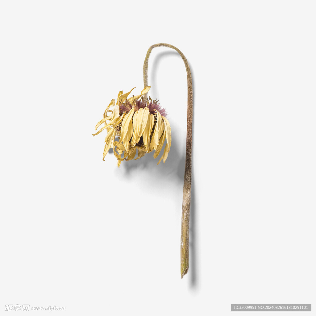 干花
