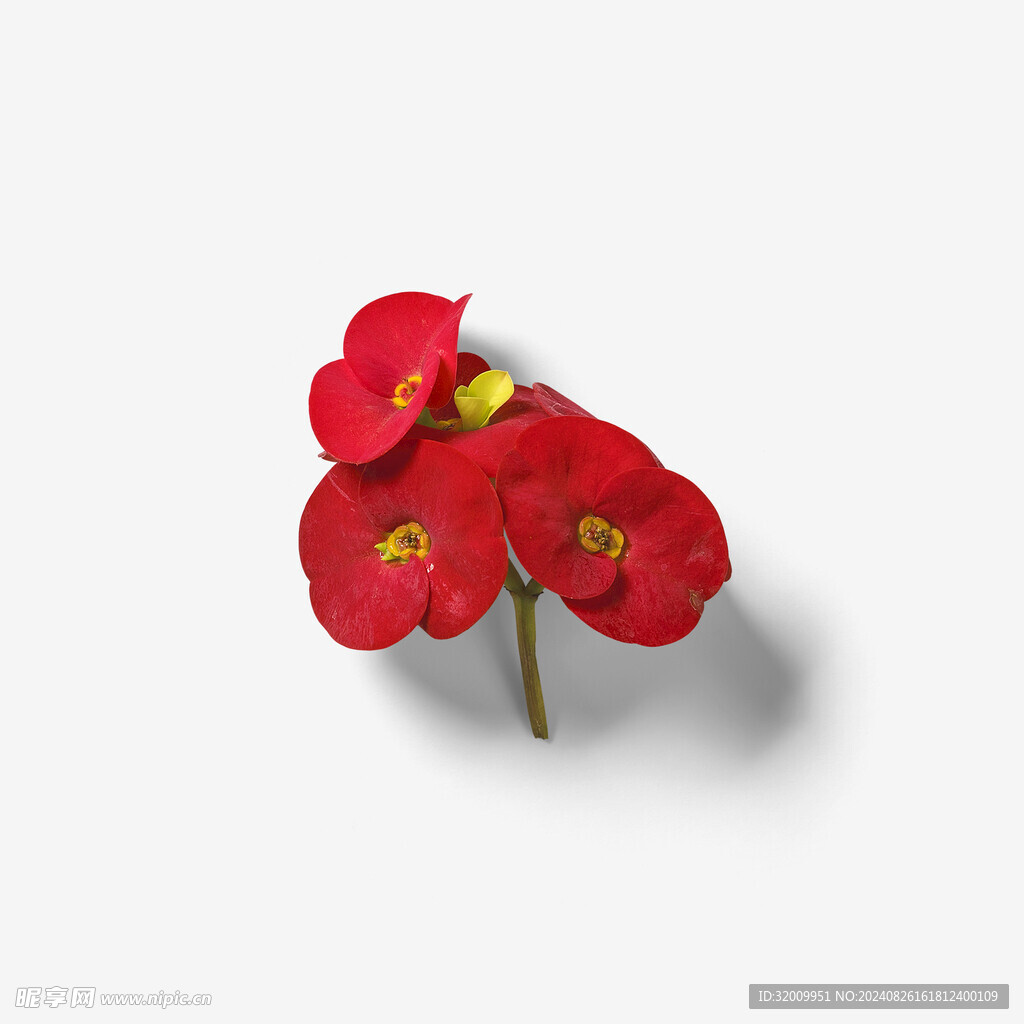 花