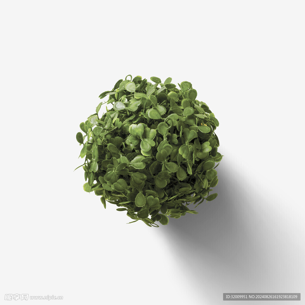 植物             