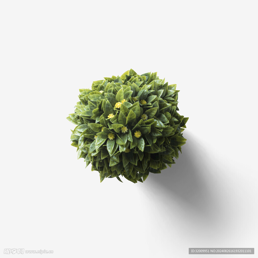 植物             