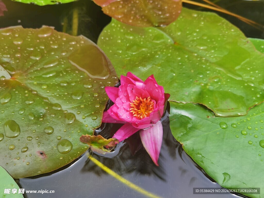 睡莲花