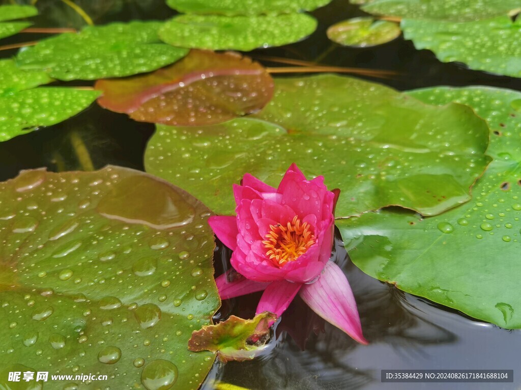 睡莲花