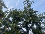 柿子树