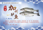 加州鲈鱼宣传