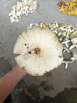 蘑菇