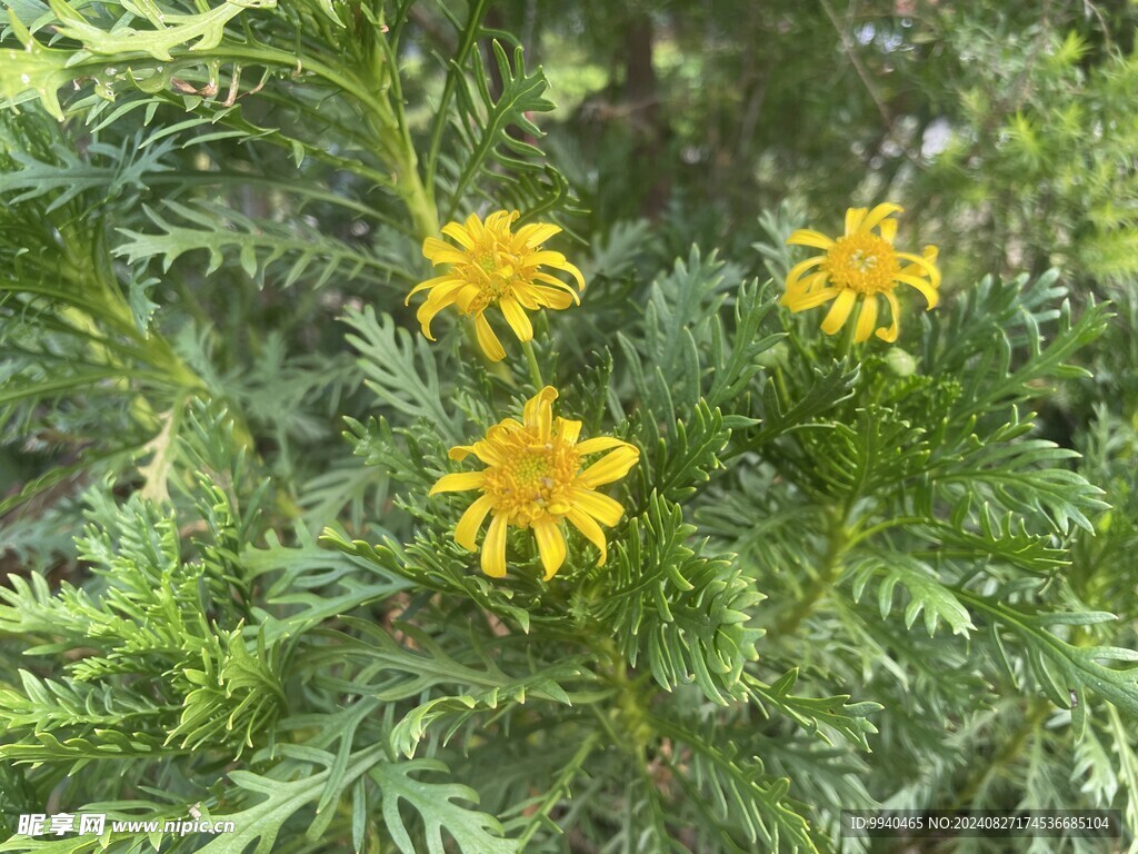 黄金串钱柳