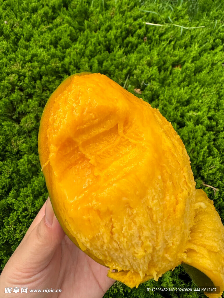 芒果