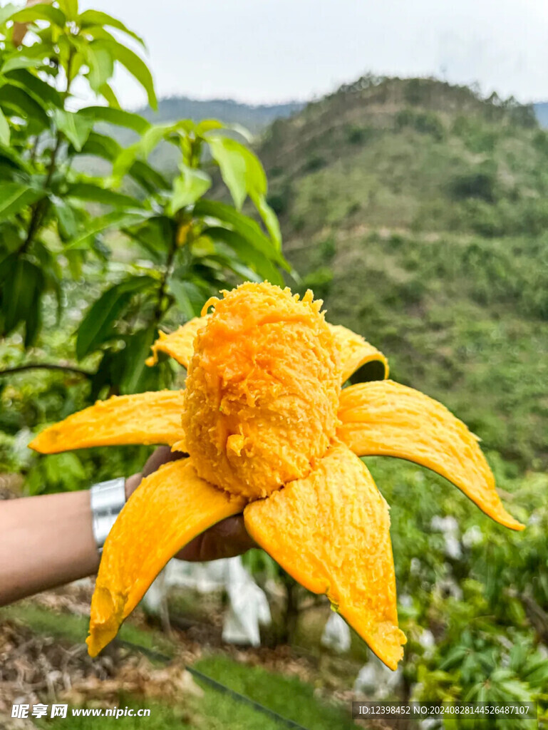 芒果