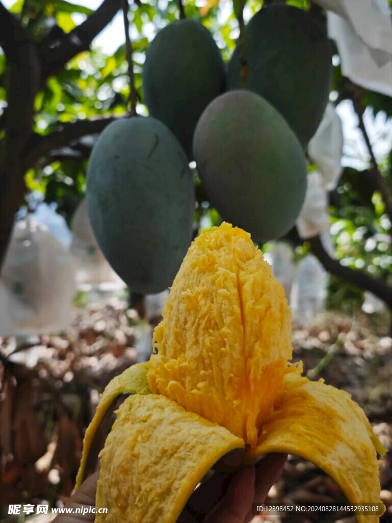 芒果