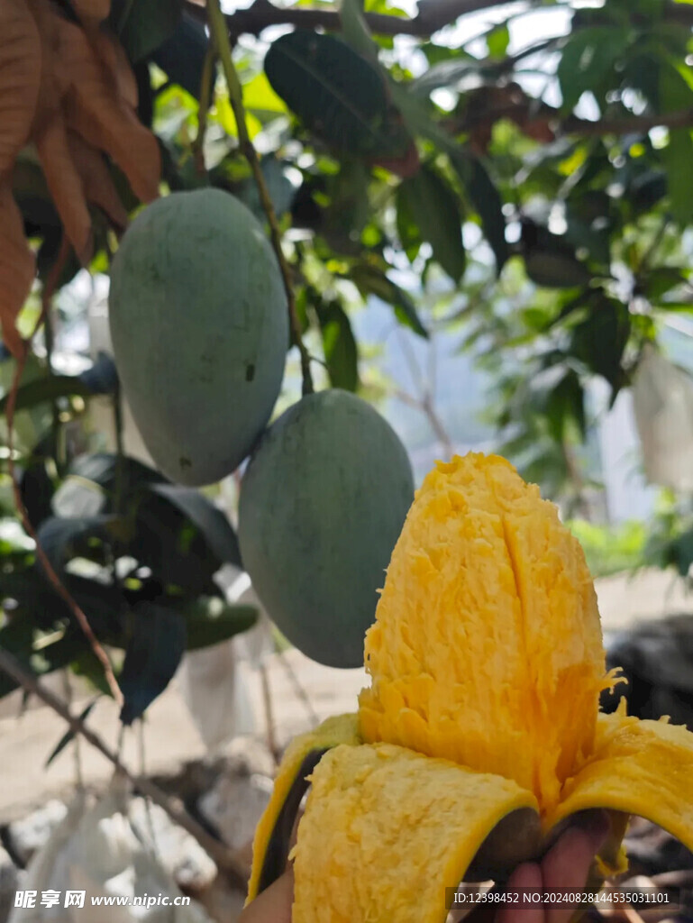 芒果