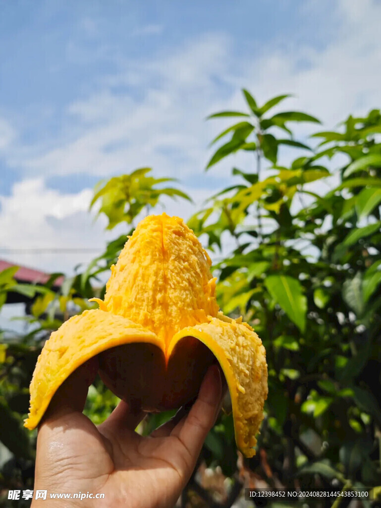 芒果