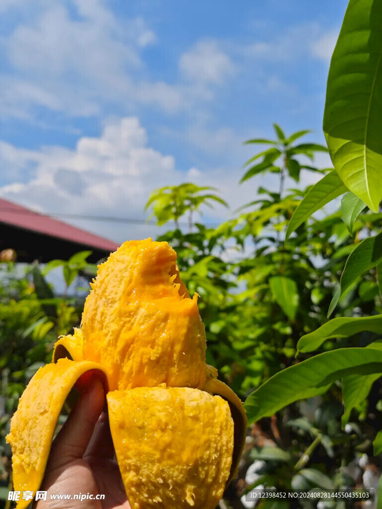 芒果