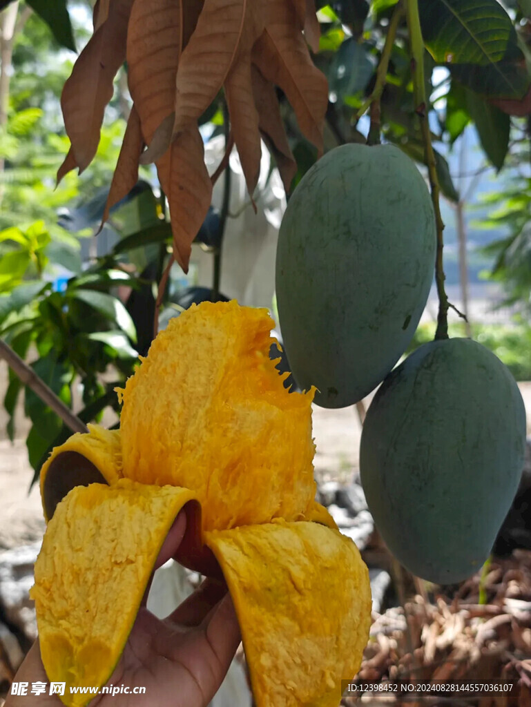 芒果