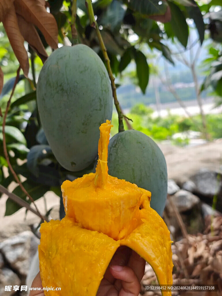 芒果