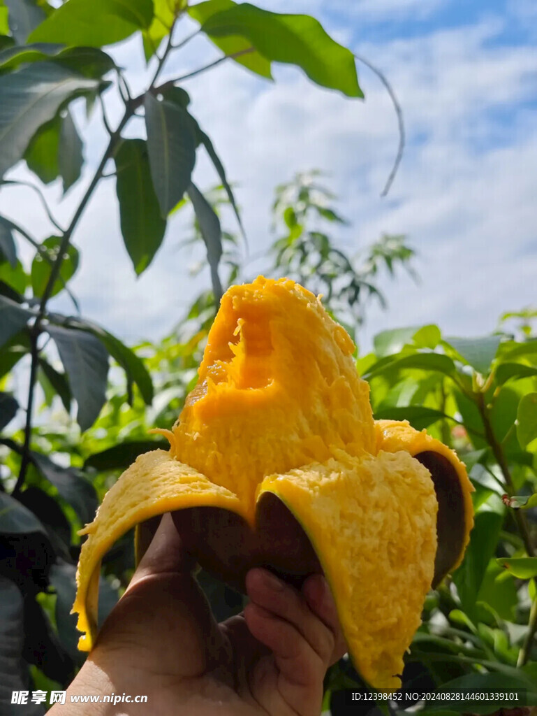 芒果