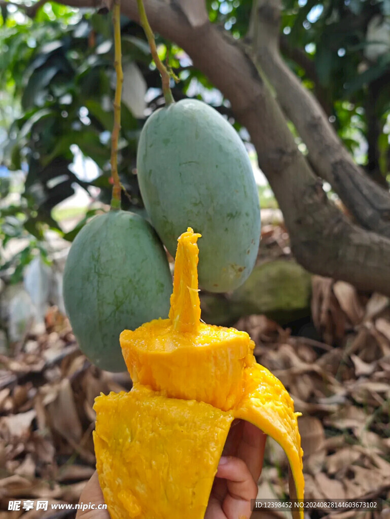 芒果