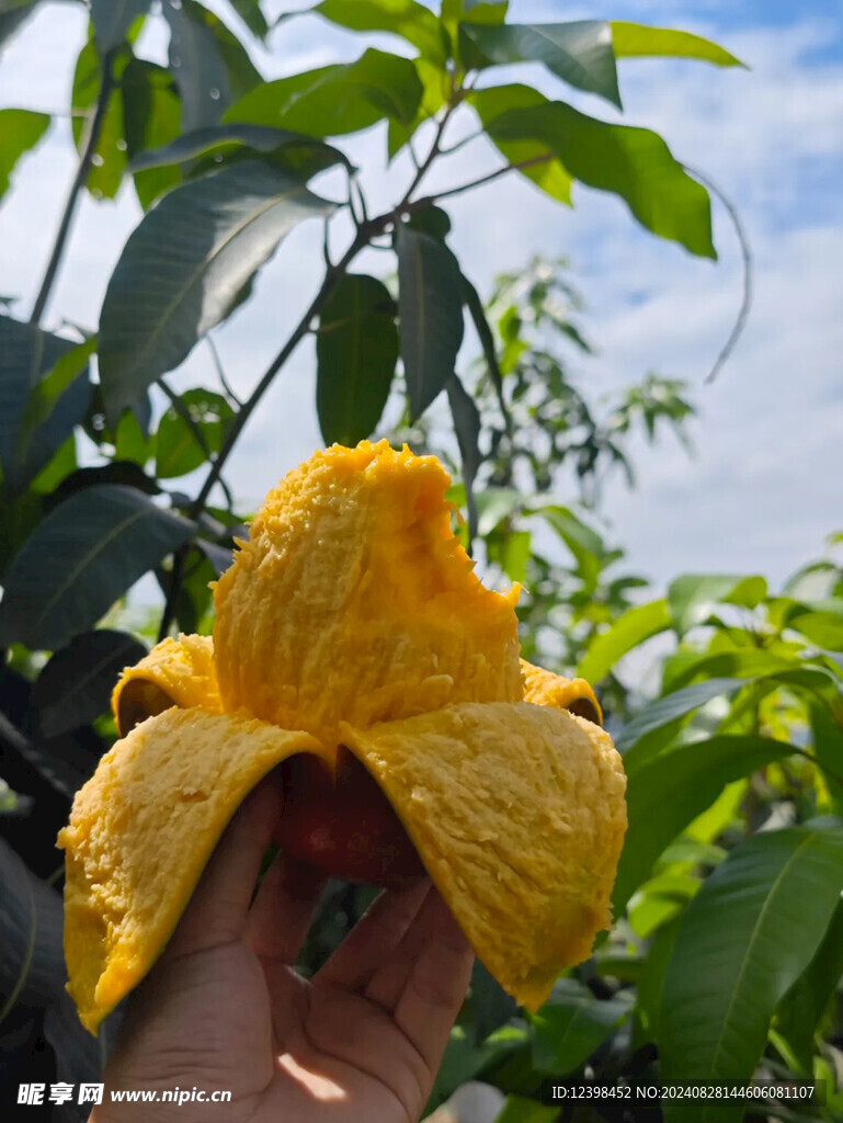 芒果
