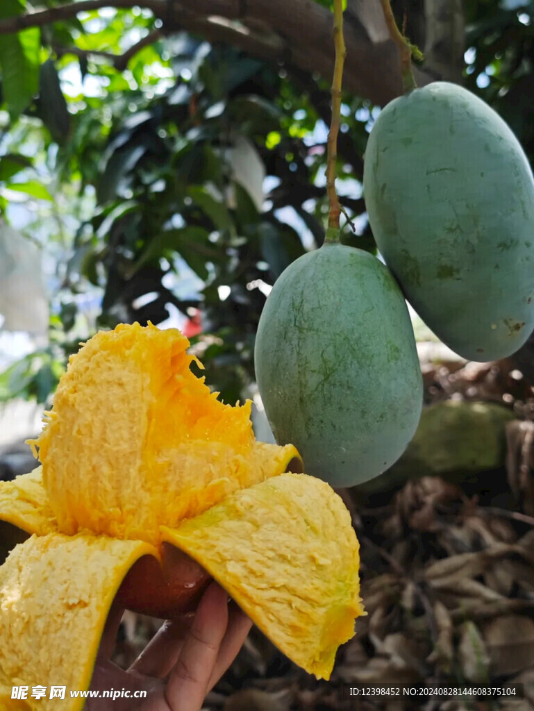 芒果