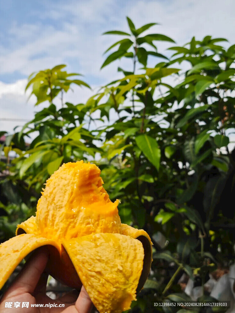 芒果