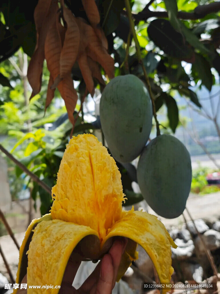芒果
