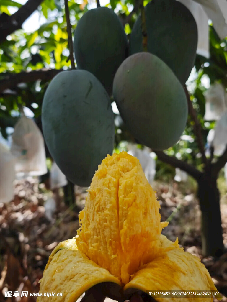 芒果