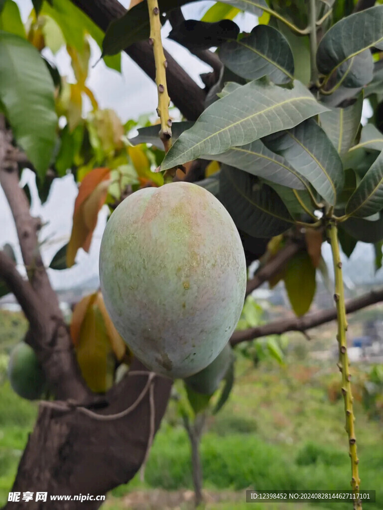芒果