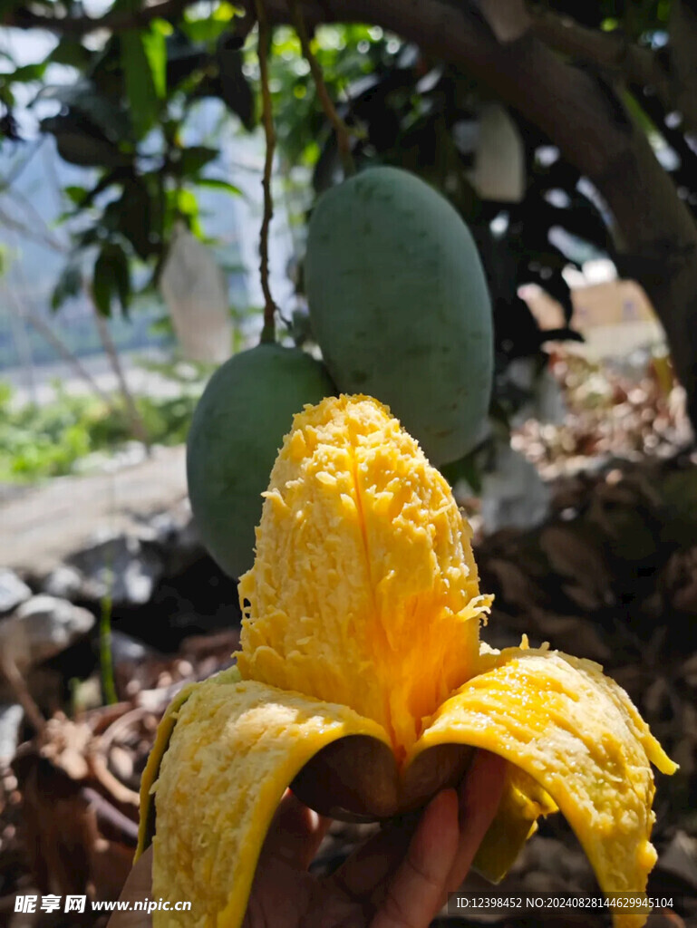 芒果