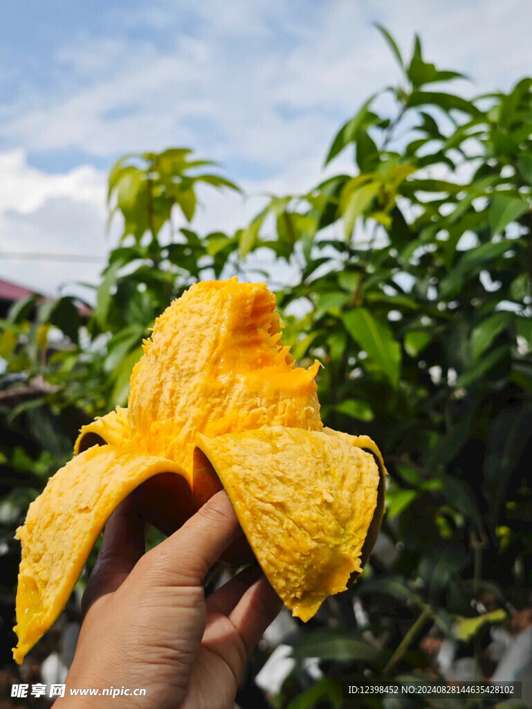 芒果